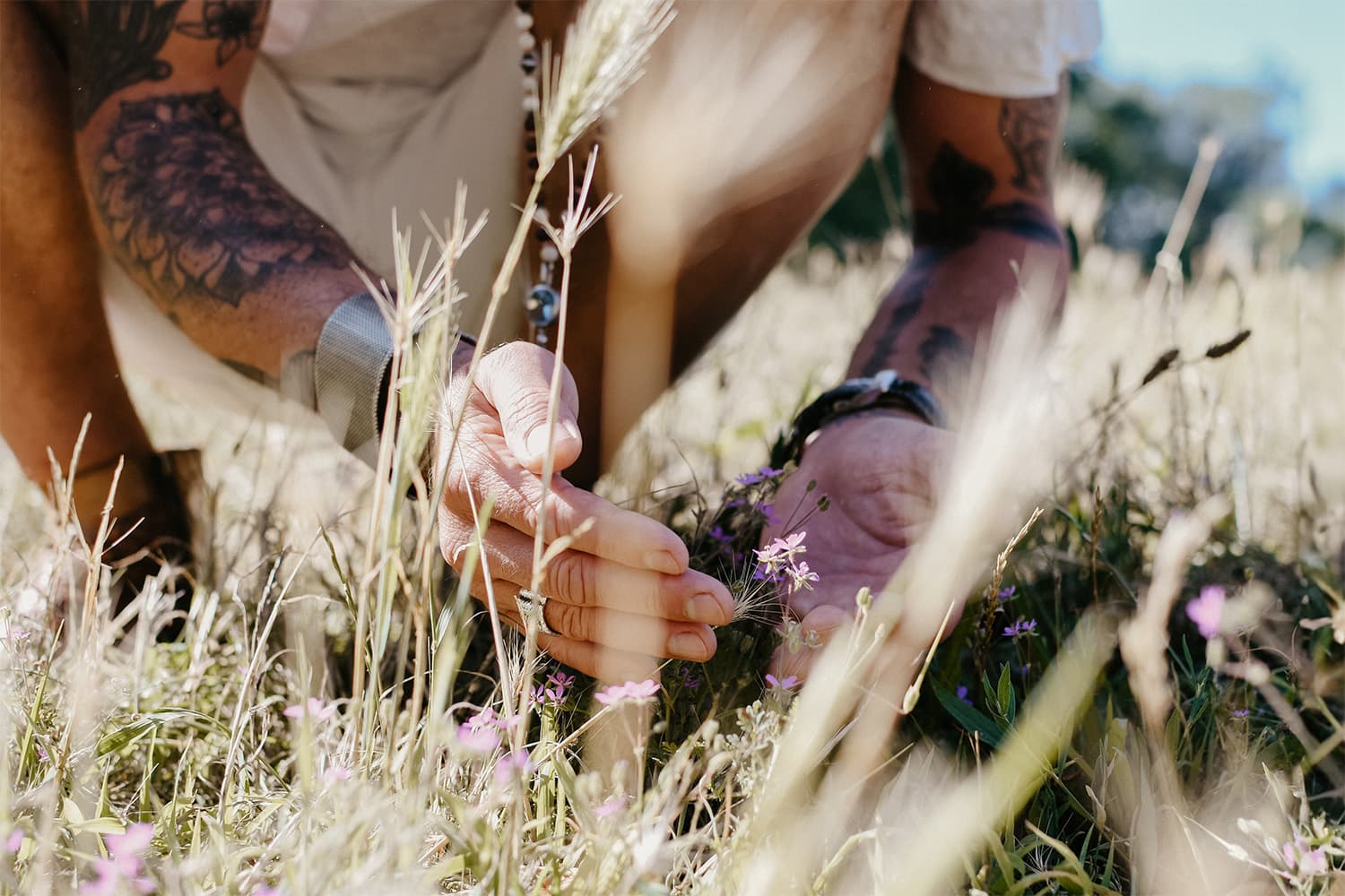 Hands touching wild grasses and flowers in a sunlit field